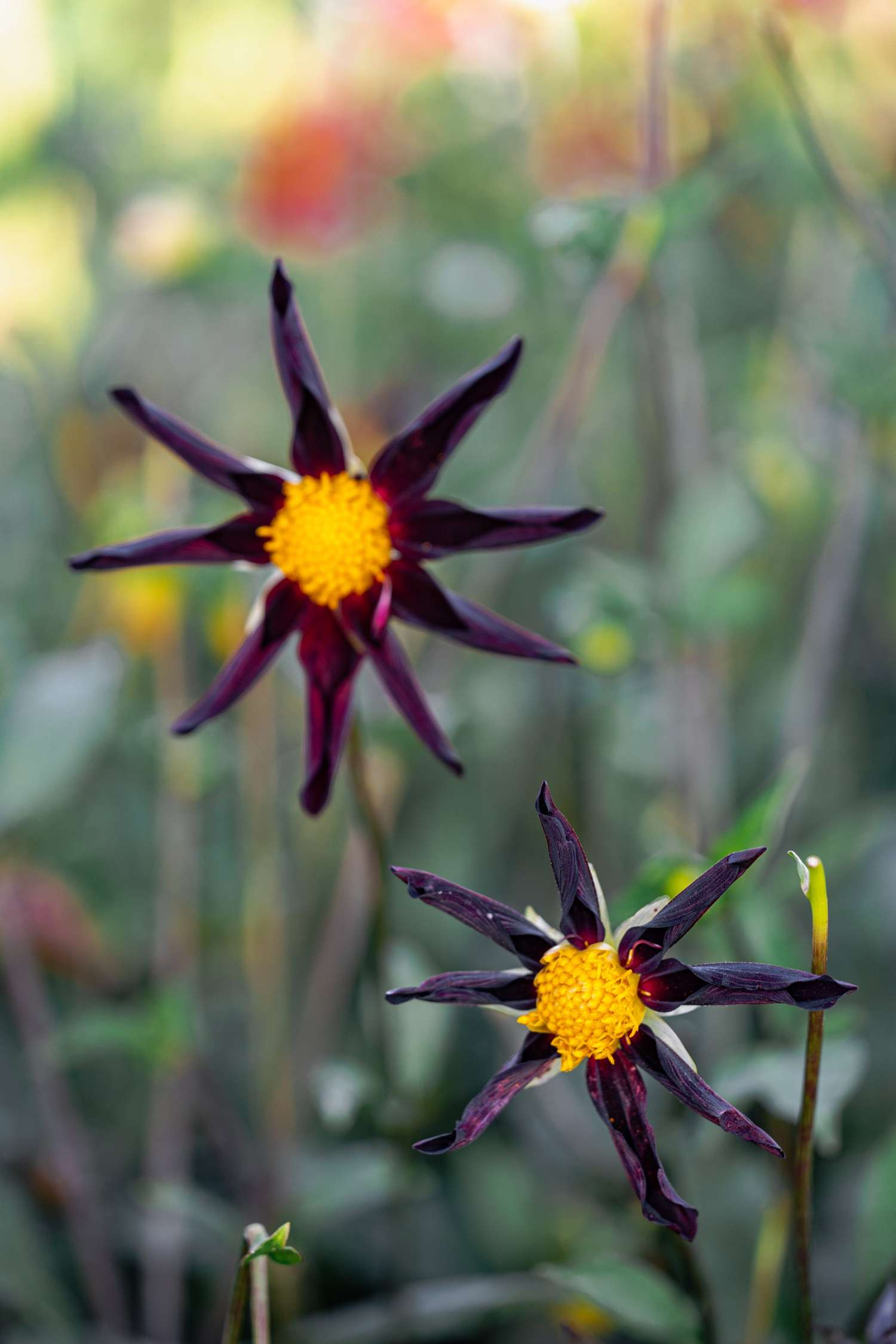 Dahlie 'Veronne´s Obsidian'